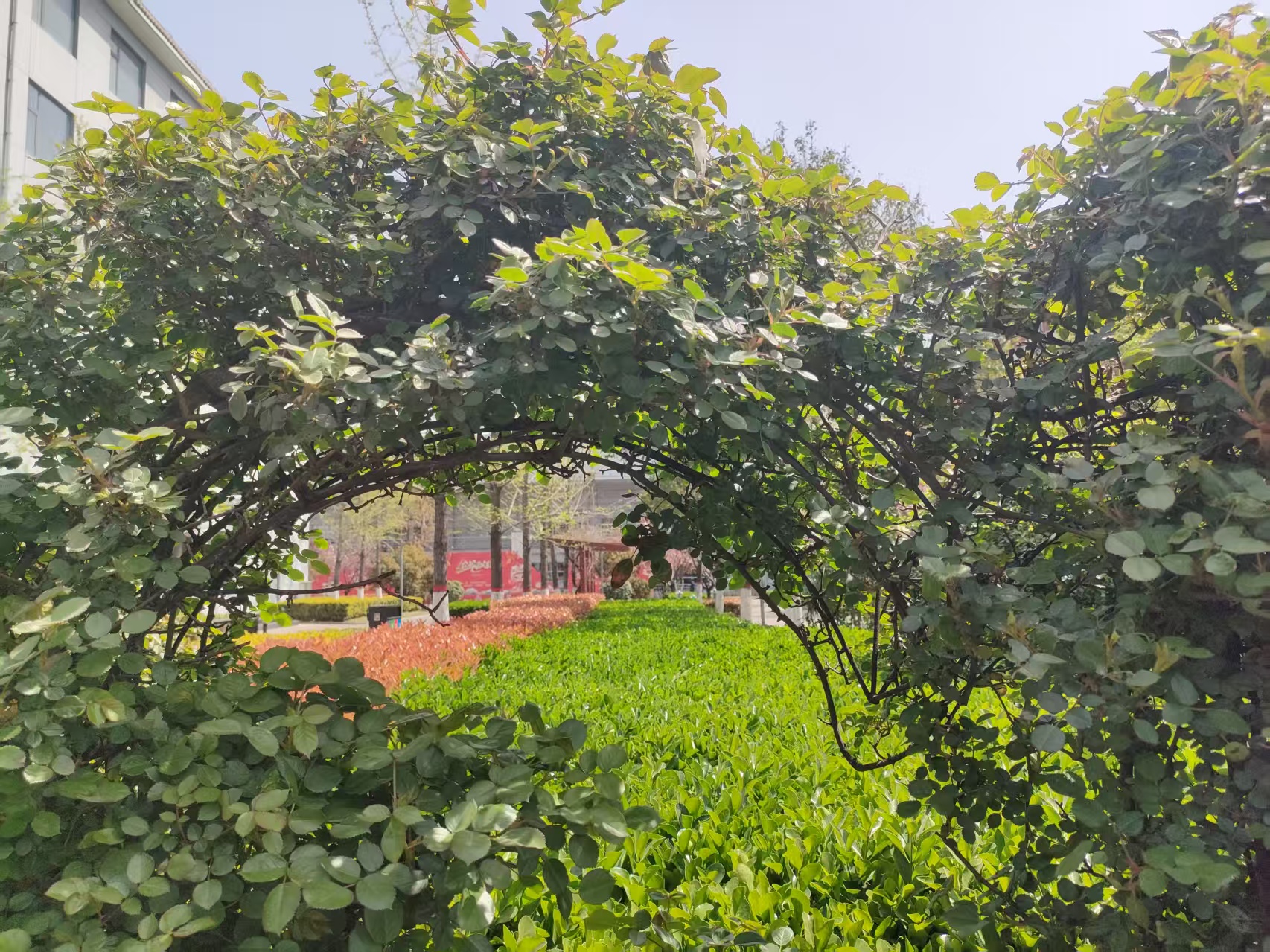 鋼城智變:在時代洪流中筑起綠色長城 鋼城智變:在時代洪流中筑起綠色長城